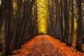 Autumn park alley. Bright autumn trees and orange autumn leaves. Royalty Free Stock Photo