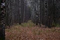 Autumn Park alley in a deciduous birch grove. Green grass, trees without leaves Royalty Free Stock Photo