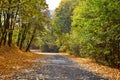 Autumn park alley Royalty Free Stock Photo