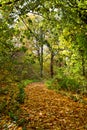 Autumn park alley Royalty Free Stock Photo