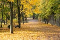 Autumn park alley. Vibrant yellow color tree, brown yellow maple leaves in fall city park