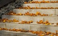 Autumn Park Amphitheater Royalty Free Stock Photo