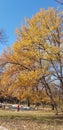 Autumn Park. Autumnal Trees and Leaves in sun rays