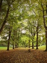 Autumn, park, background, beautiful autumn, colourful, leaves, nature, trees, bench, Royalty Free Stock Photo