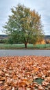 Autumn in park, background of golden leaves from the trees, in October September, rest and walk in the park. Background Royalty Free Stock Photo