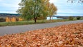 Autumn in park, background of golden leaves from trees, October September, rest and walk in park. In distance small Royalty Free Stock Photo