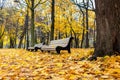 Autumn park with white benches and bright yellow fallen leaves. Morning landscape without people Royalty Free Stock Photo