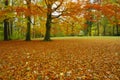 Autumn park with beech trees