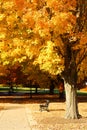 Autumn park. Bench under yellow maple tree Royalty Free Stock Photo