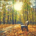 Autumn park -  Bench and yellow maple trees Royalty Free Stock Photo