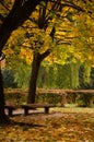 Autumn park with benches. Maple tree with colorful leaves. Yellow, gold, orange, green, brown maple leaves fall from tree Royalty Free Stock Photo