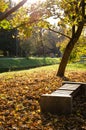 Autumn park with benches. Maple tree with colorful leaves. Yellow, gold, orange, green, brown maple leaves fall from tree Royalty Free Stock Photo