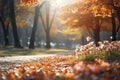 Autumn park with colorful golden fall leaves on a sunny day