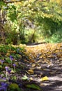 Colhicum Autumnale flower - Romania - Gurahont dendrological park Royalty Free Stock Photo