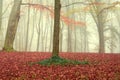 Autumn in the park, colorful leaves, foggy fall day