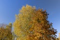 autumn park with colorful maple trees in sunny weather Royalty Free Stock Photo