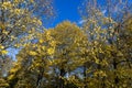 autumn park with colorful maple trees in sunny weather Royalty Free Stock Photo