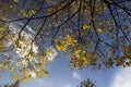 autumn park with colorful maple trees in sunny weather Royalty Free Stock Photo