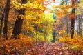 Autumn park. Colorful yellow and red trees in fall forest park. Beautiful nature landscape Royalty Free Stock Photo