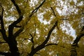 Autumn in the park. The crown of a huge walnut with bright yellow leaves.