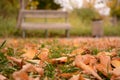 Autumn in the park. Fall in the city. Wooden bench, gold season.