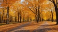 autumn in the park, fall colors in the park, autumn scene in the park, golden autumn seasone