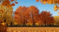 autumn in the park, fall colors in the park, autumn scene in the park, golden autumn seasone