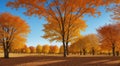 autumn in the park, fall colors in the park, autumn scene in the park, golden autumn seasone