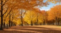 autumn in the park, fall colors in the park, autumn scene in the park, golden autumn seasone