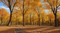 autumn in the park, fall colors in the park, autumn scene in the park, golden autumn seasone