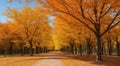 autumn in the park, fall colors in the park, autumn scene in the park, golden autumn seasone