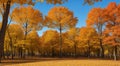 autumn in the park, fall colors in the park, autumn scene in the park, golden autumn seasone