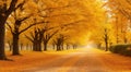 autumn in the park, fall colors in the park, autumn scene in the park, golden autumn seasone