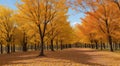 autumn in the park, fall colors in the park, autumn scene in the park, golden autumn seasone