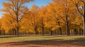 autumn in the park, fall colors in the park, autumn scene in the park, golden autumn seasone