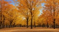 autumn in the park, fall colors in the park, autumn scene in the park, golden autumn seasone