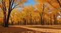 autumn in the park, fall colors in the park, autumn scene in the park, golden autumn seasone