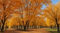 autumn in the park, fall colors in the park, autumn scene in the park, golden autumn seasone