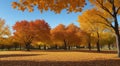 autumn in the park, fall colors in the park, autumn scene in the park, golden autumn seasone