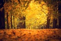 Autumn park. Fall nature. Path covered by yellow red maple leaves.