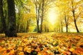 Fall nature background Royalty Free Stock Photo