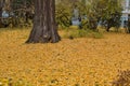 Autumn park with fallen leaves. Lots of colorful fallen leaves near a wide tree trunk. Royalty Free Stock Photo