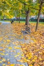 Autumn park with fallen maple leaves. Blanket of yellow leaves in the park. Autumn day in the park. Benches in the park. People Royalty Free Stock Photo