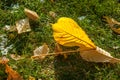 Autumn in the park, the first snow, the leaves in the snow. Red Royalty Free Stock Photo