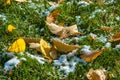 Autumn in the park, the first snow, the leaves in the snow. Red Royalty Free Stock Photo