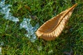 Autumn in the park, the first snow, the leaves in the snow. Red Royalty Free Stock Photo