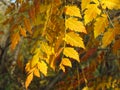 Autumn in the park forest. Vivid golden  yellow orange  hanging tree leaves on blurred background. Royalty Free Stock Photo