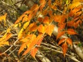 Autumn in the park forest. Vivid golden  yellow orange  tree leaves on blurred background. Royalty Free Stock Photo