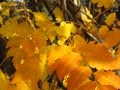 Autumn in the park forest. Vivid golden  yellow orange  tree leaves on blurred background. Royalty Free Stock Photo