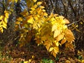 Autumn in the park forest. Vivid golden yellow tree leaves on blurred background. Royalty Free Stock Photo